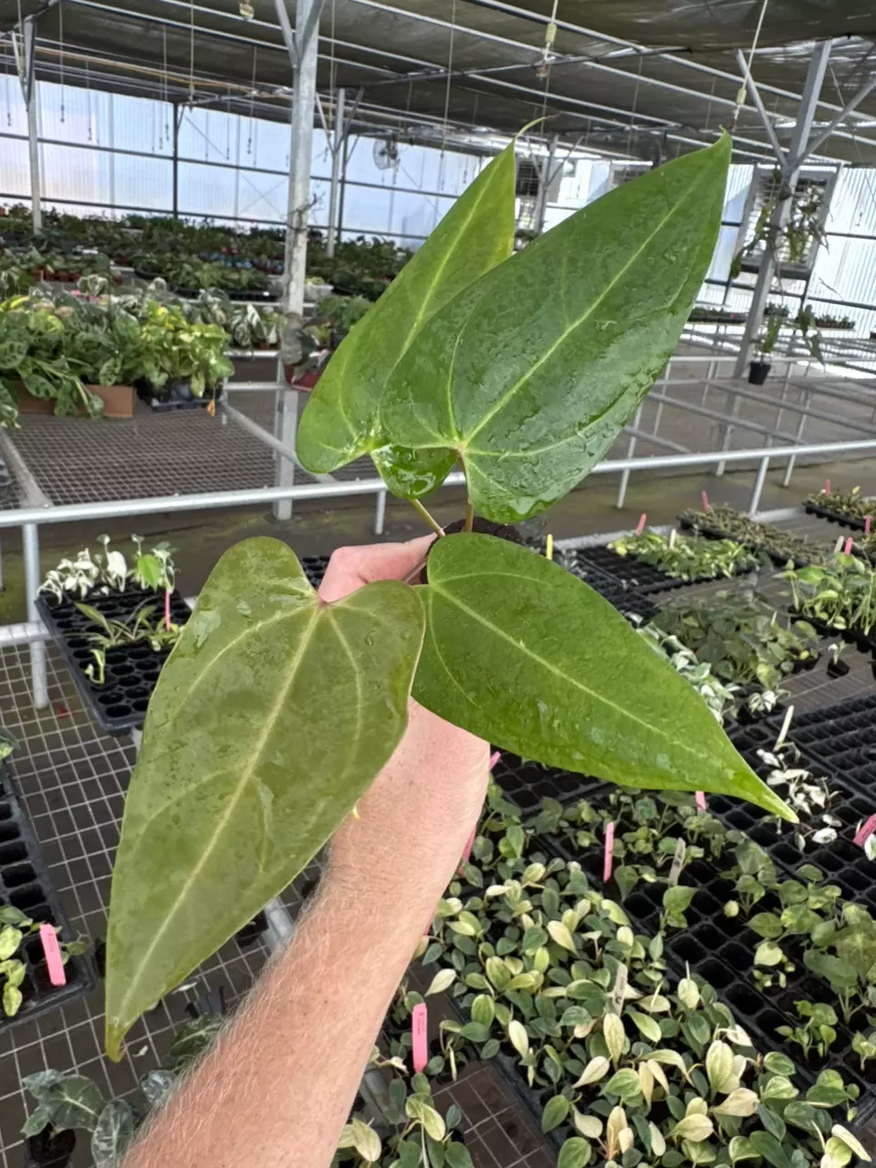 plant/Seed grown anthurium portillae x Warocqueanum starter plant growers choice-1