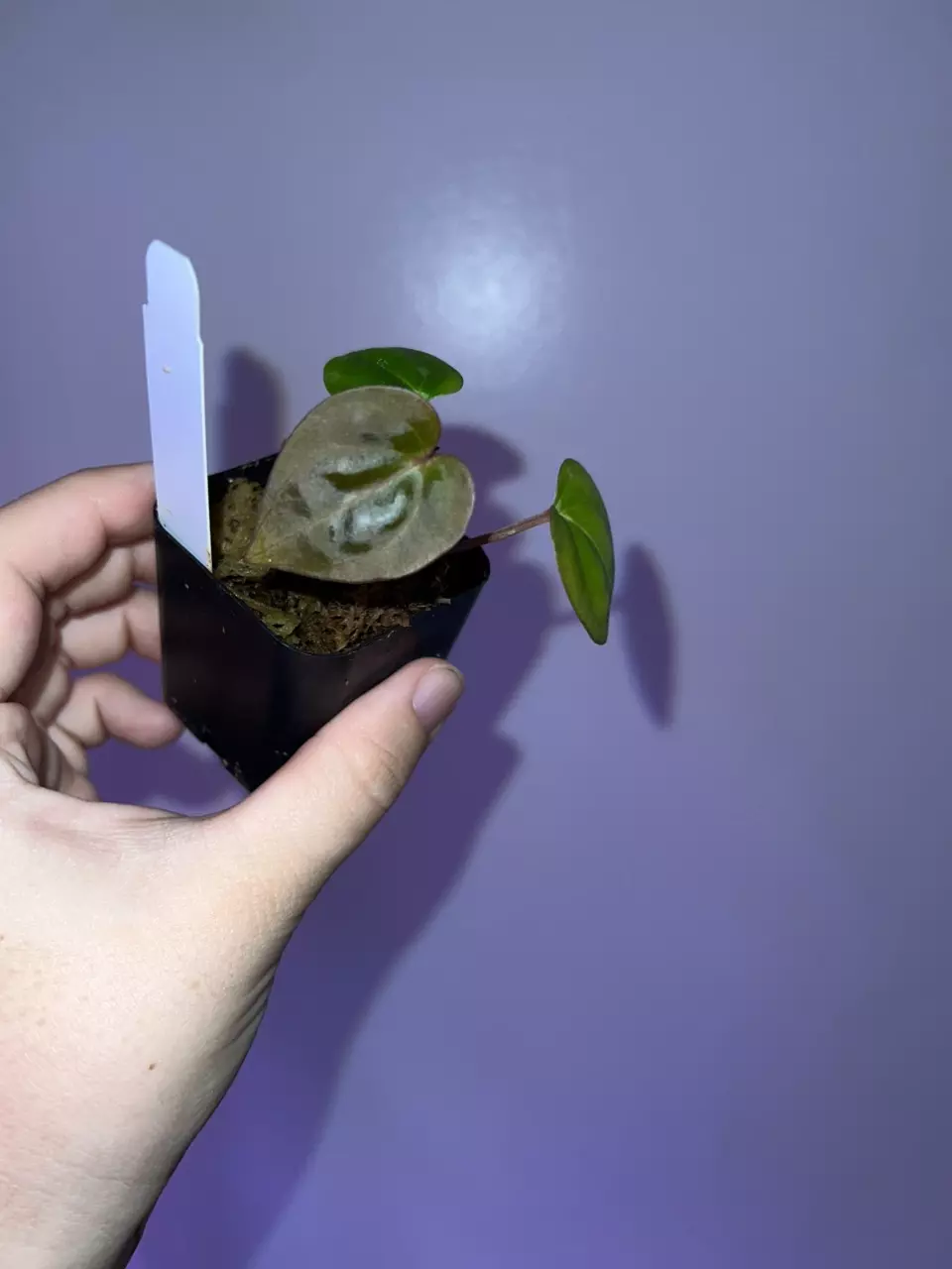plant/(Cerro x pap) x Carla from phytorot-0