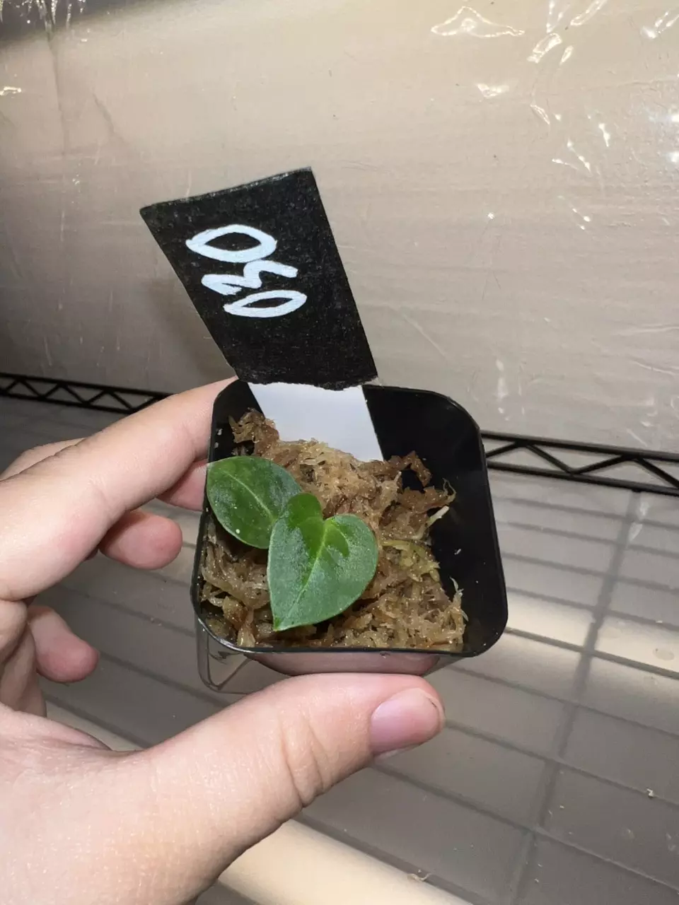 plant/Exact Seedling- Dark Crystal x Carla WU1-0