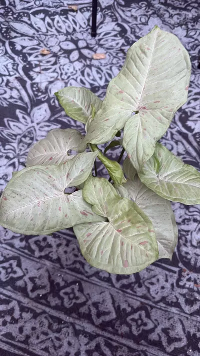 plant/Milk confetti Syngonium-0-thumbnail