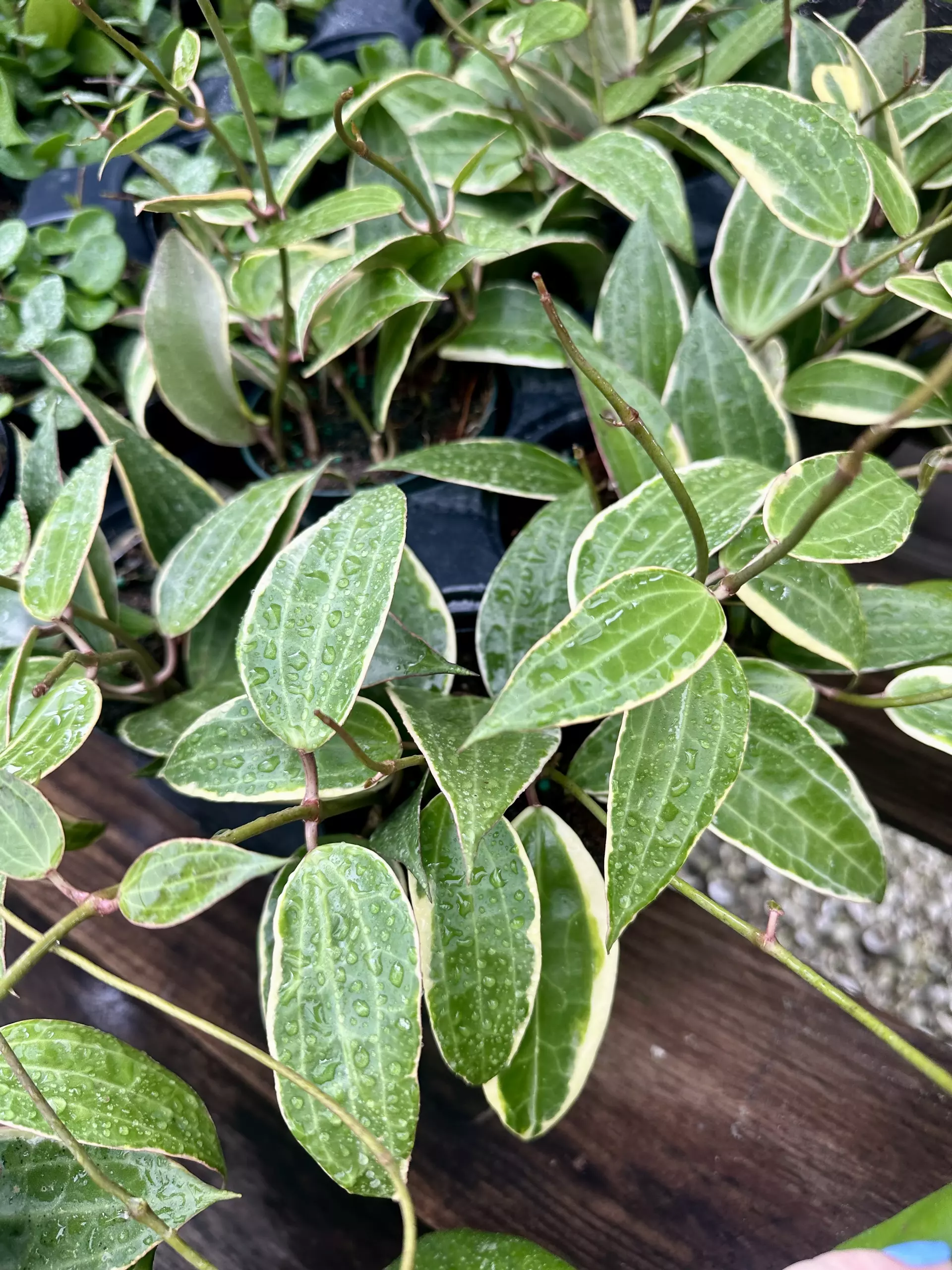 plant/4" Hoya Macrophylla Variegated-0