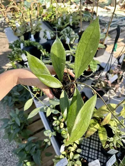 plant/4" Hoya Jennifer-0-thumbnail