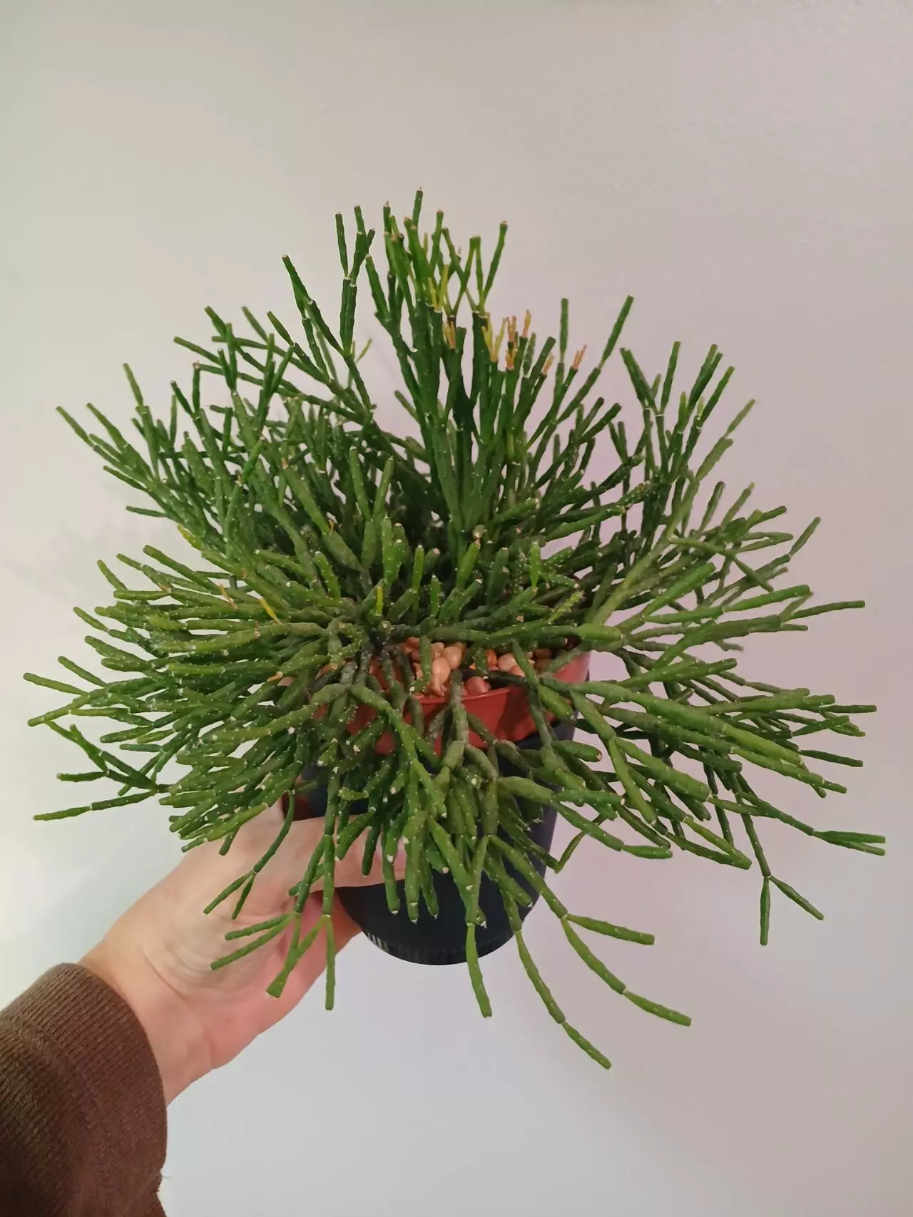 plant/Rhipsalis Salicornioides-0