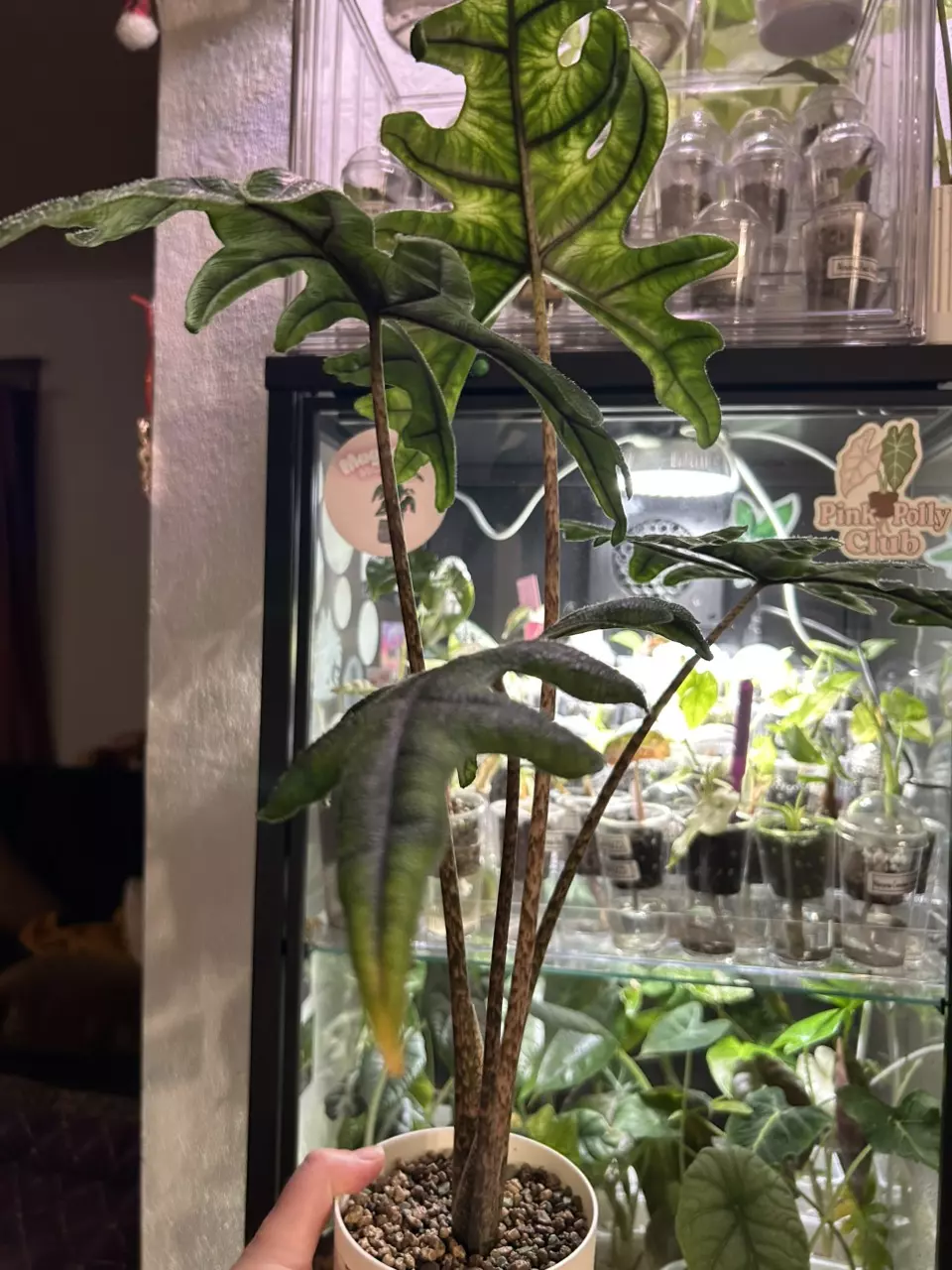 plant/CORMS Alocasia Jacklyn 68 🌰-2