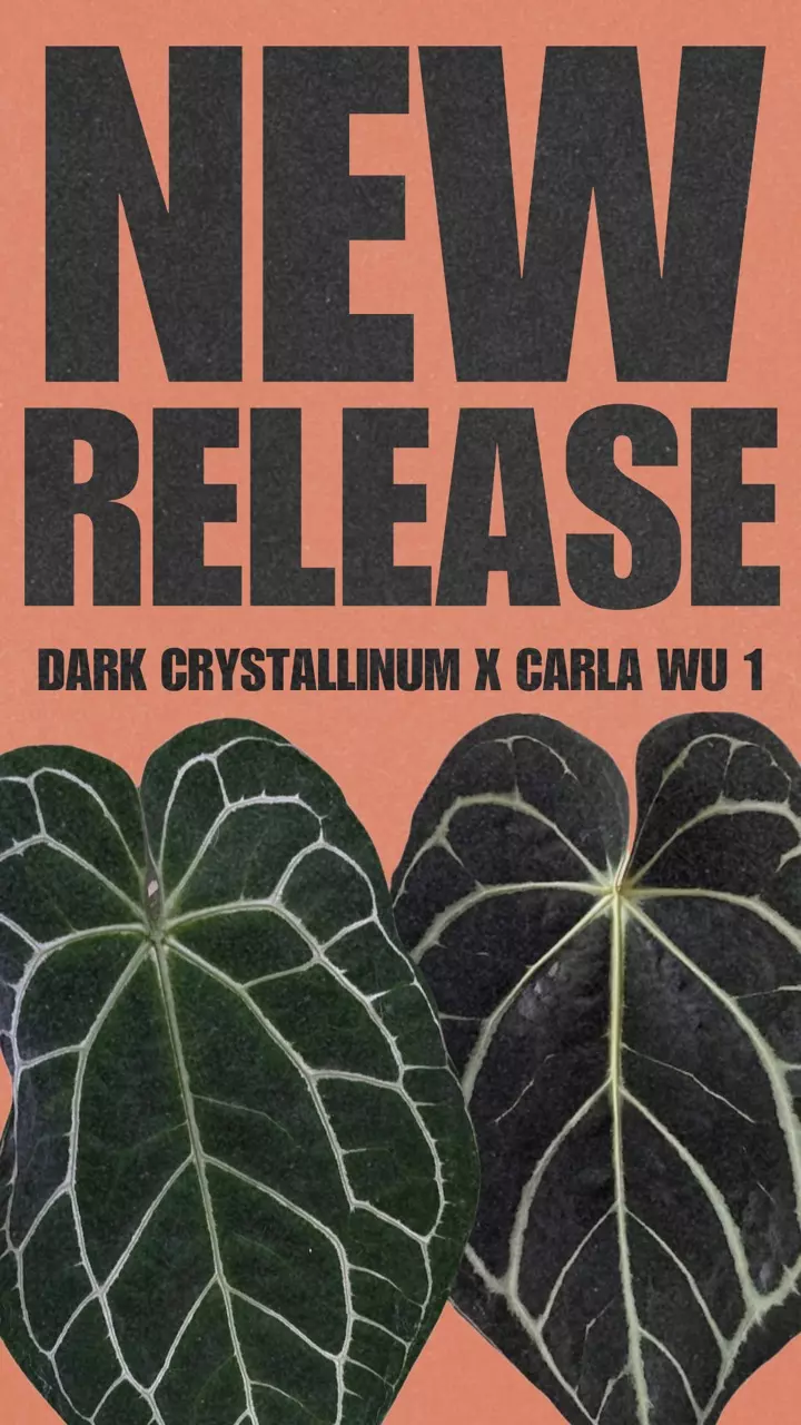 plant/Exact Seedling- Dark Crystal x Carla WU1-1