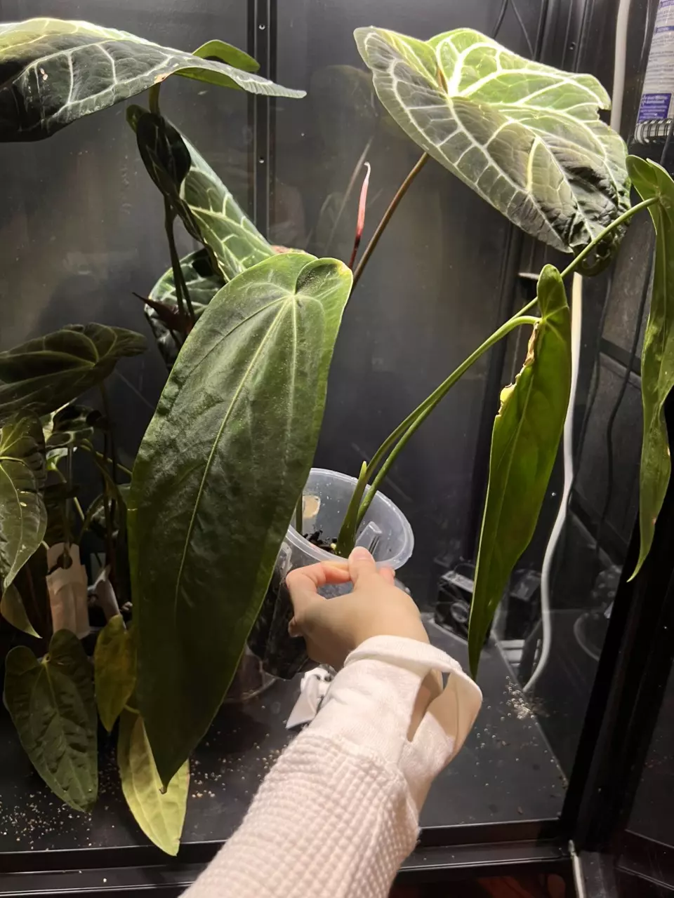 plant/Anthurium Warocqueanum ‘Esmeralda’-1