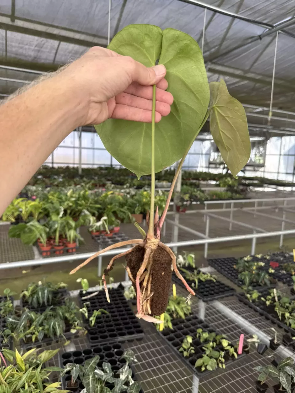 plant/Seed grown anthurium darkest panama (Goliath) x blue papillilaminum starter plan-7