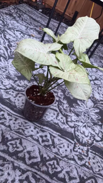 plant/Milk confetti Syngonium-1-thumbnail