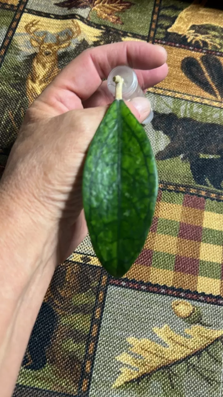 plant/#194 Sp Germany-0