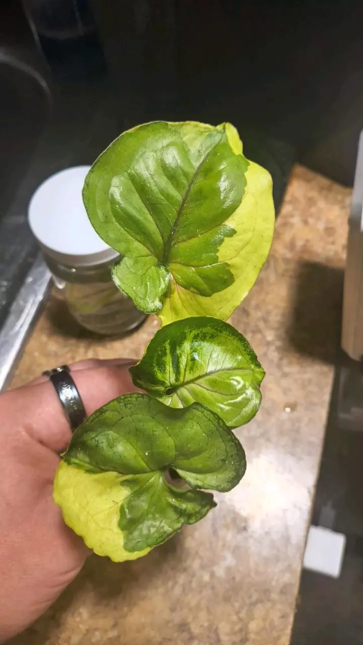 plant/Hot pink albo orm thong syngonium rooted cutting from high varigated mom-0