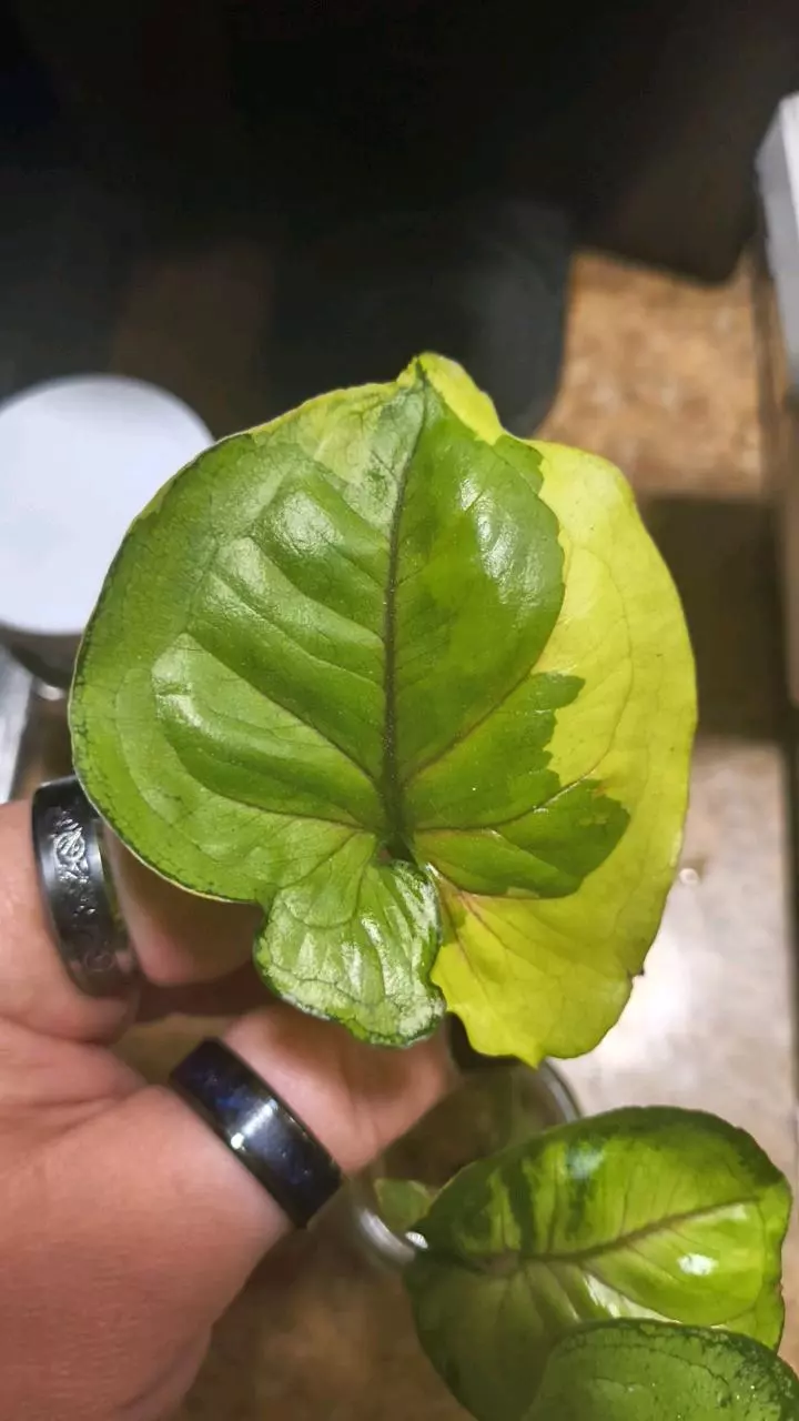 plant/Hot pink albo orm thong syngonium rooted cutting from high varigated mom-1