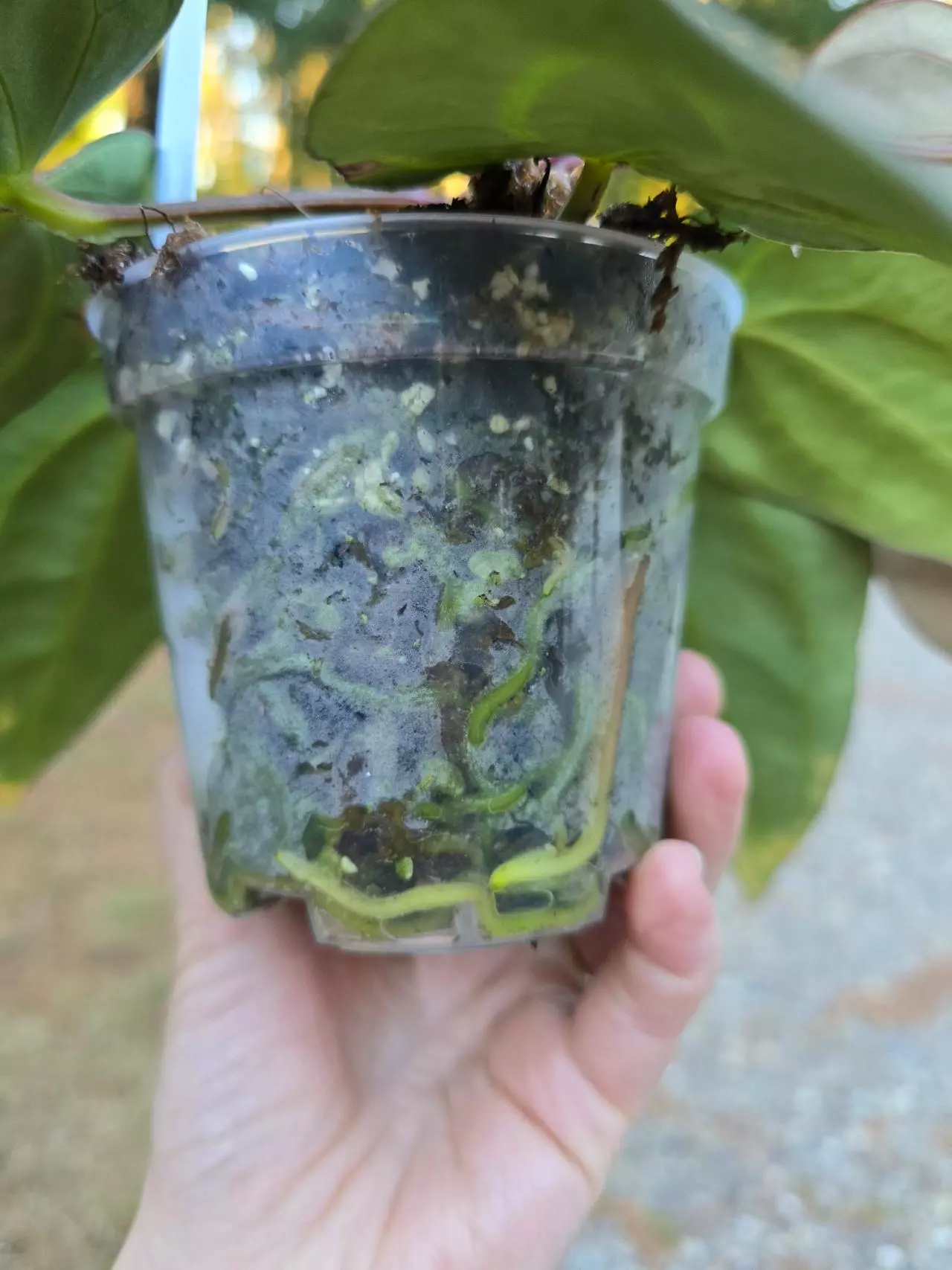 plant/Anthurium Carla #1 x #16 (flowering size)-3