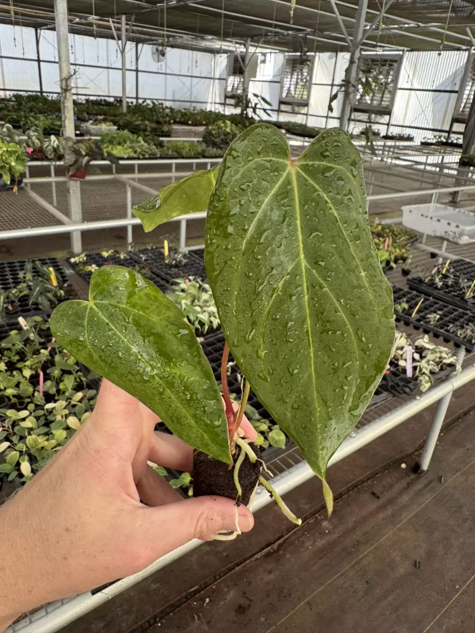 plant/Seed grown anthurium green mamba x Hoffmanii starter plant growers choice-1