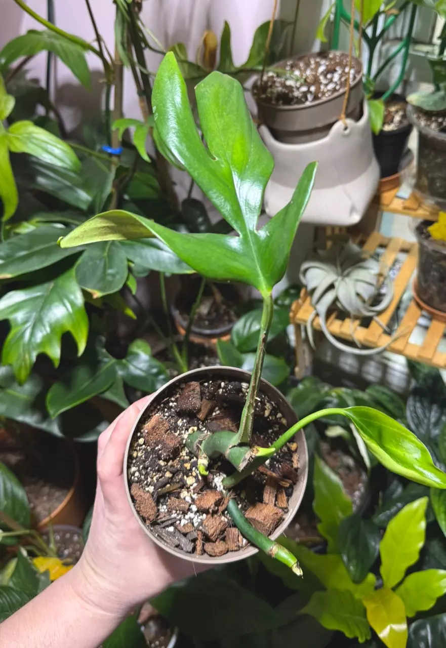 plant/RHAPHIDOPHORA DRAGON TAIL-0