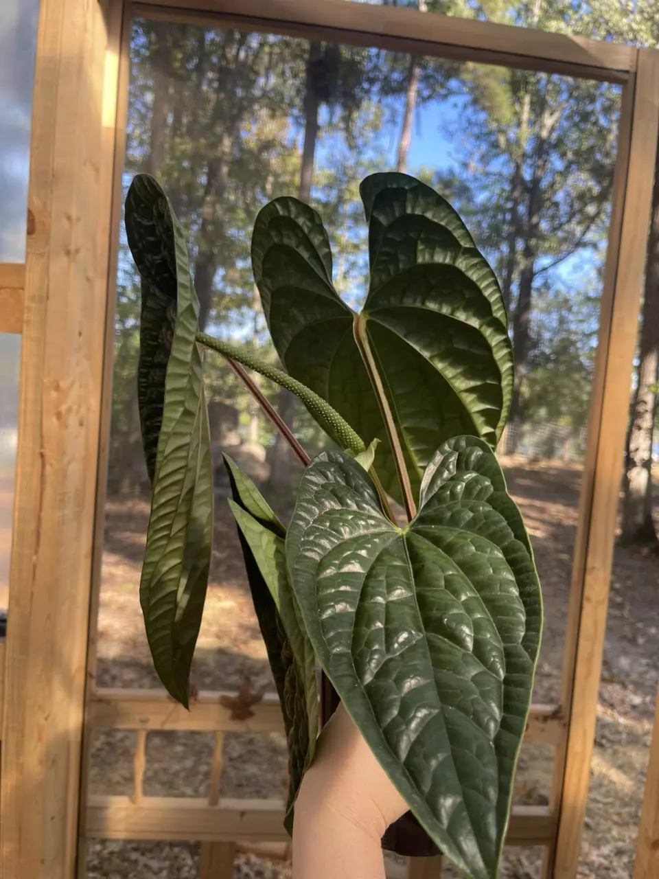 plant/XL LARGE Anthurium Luxurians-1