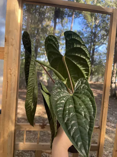 plant/XL LARGE Anthurium Luxurians-1-thumbnail