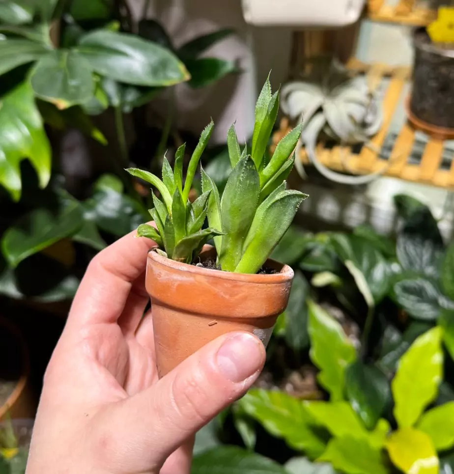 plant/Haworthia mucronata-0