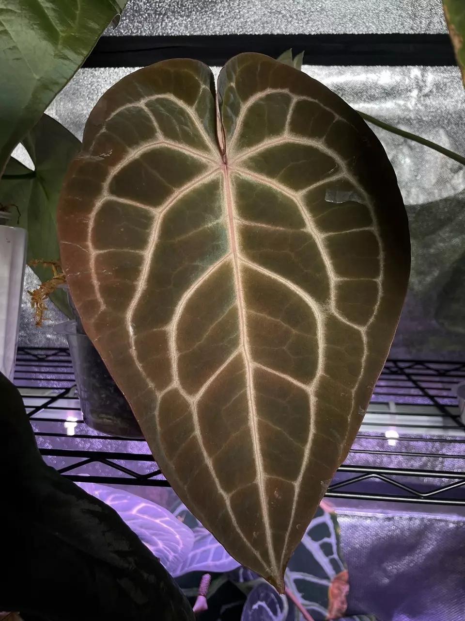 plant/Doc Block Red Crystal x Dark Forgetii-1