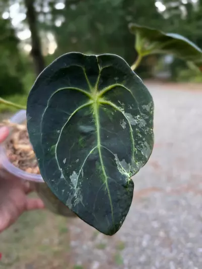 plant/Blister Variegated Anthurium Forgetii-2-thumbnail