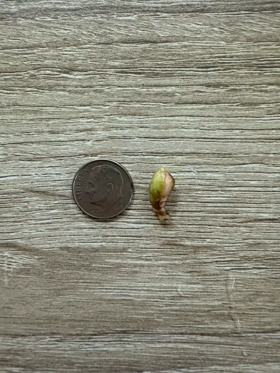 plant/262 Longiloba Aurea - CORM ONLY!-1