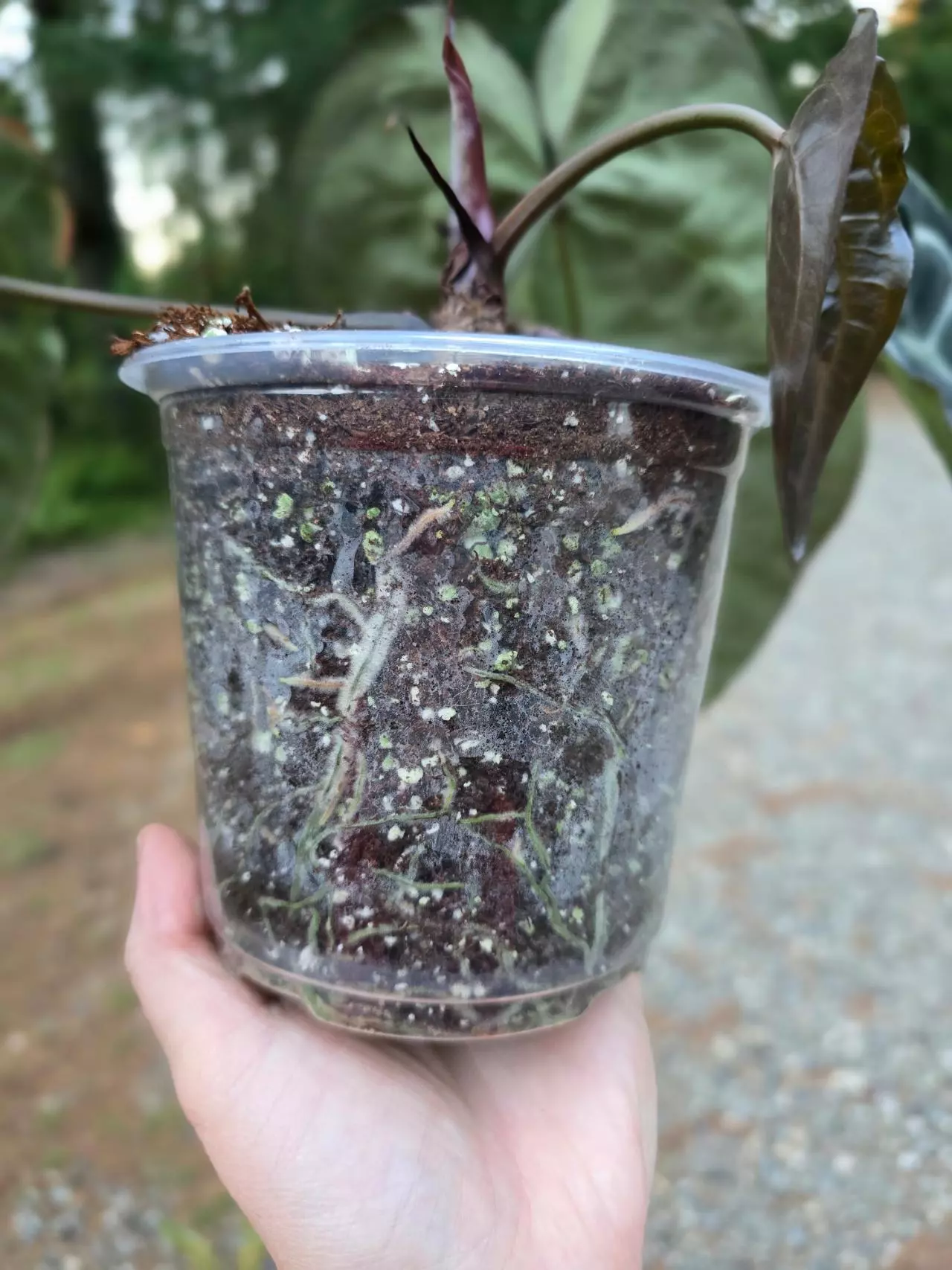 plant/Anthurium Tim's Black s1-4