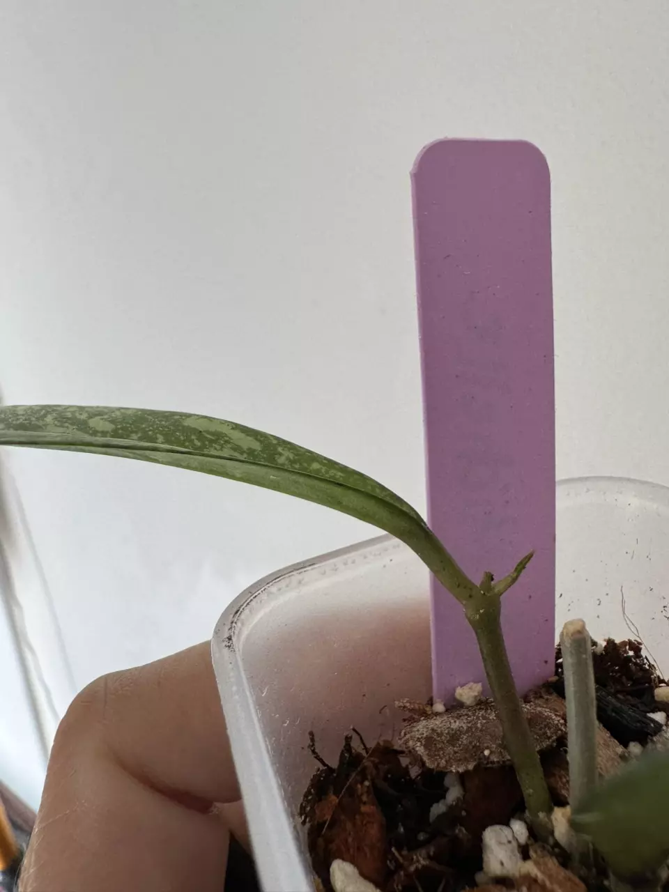 plant/Hoya Crassipetiolata x Michele clone 2-1