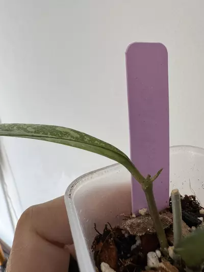 plant/Hoya Crassipetiolata x Michele clone 2-1-thumbnail