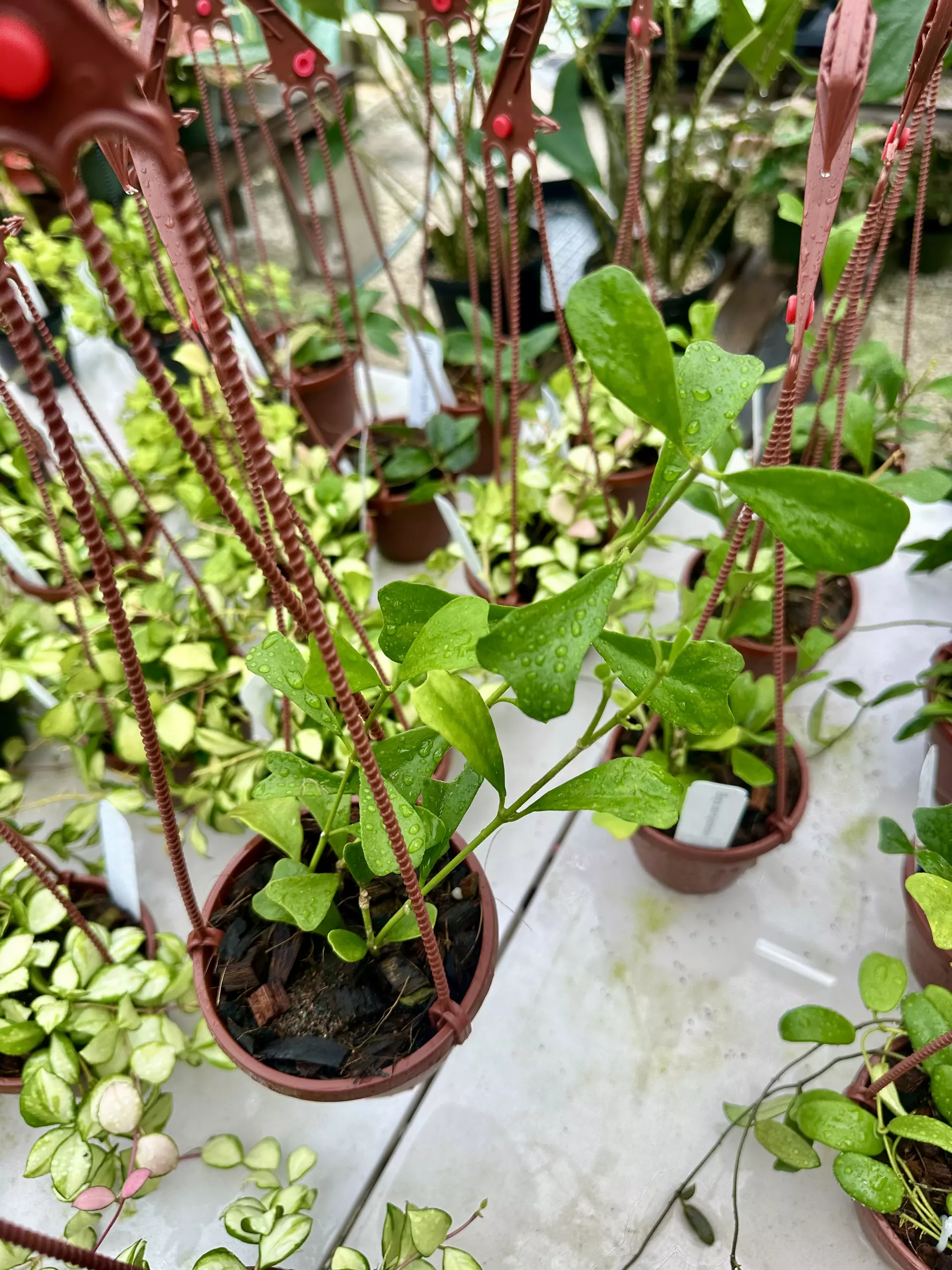 plant/4" HB Hoya Manipurensis-0