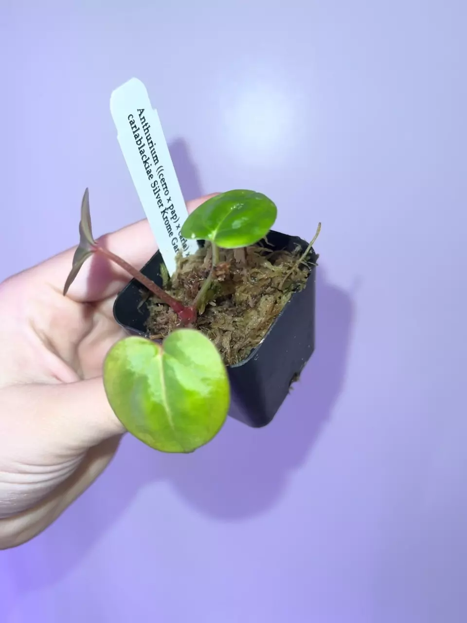 plant/(Cerro x pap) x Carla from phytorot-1