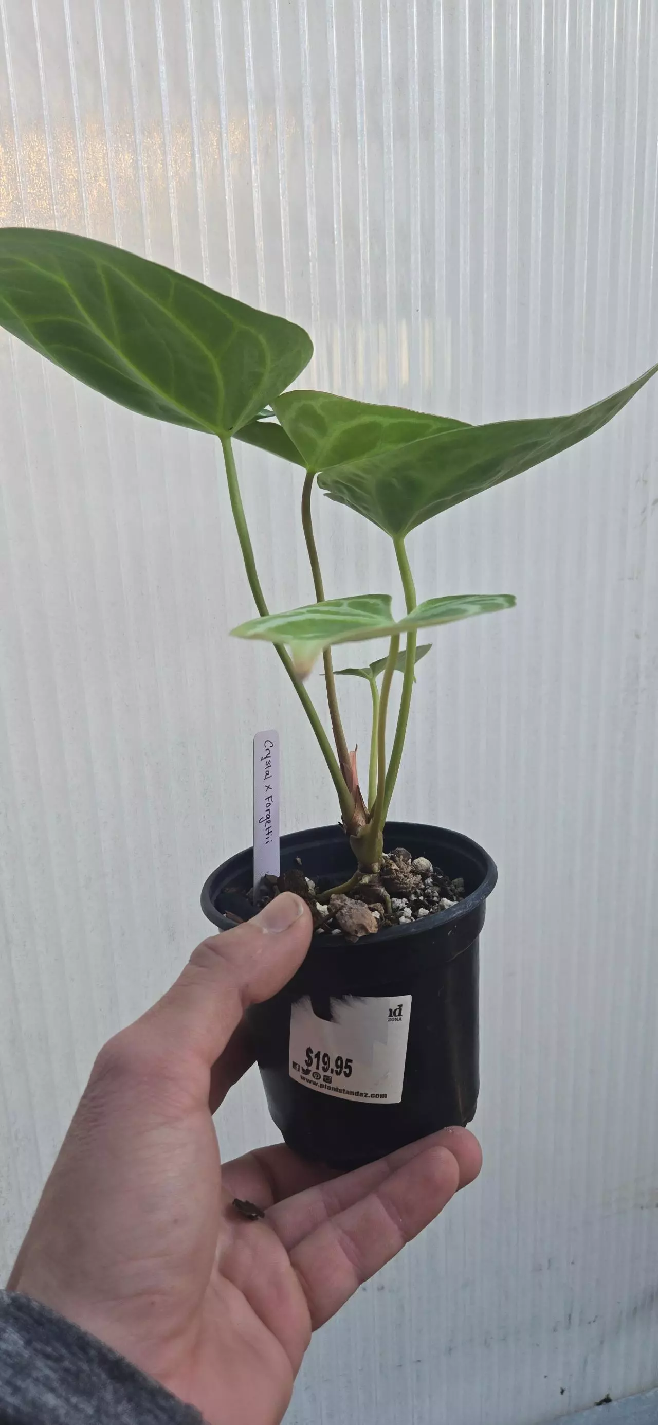 plant/Anthurium crystallinum x forgetti-2