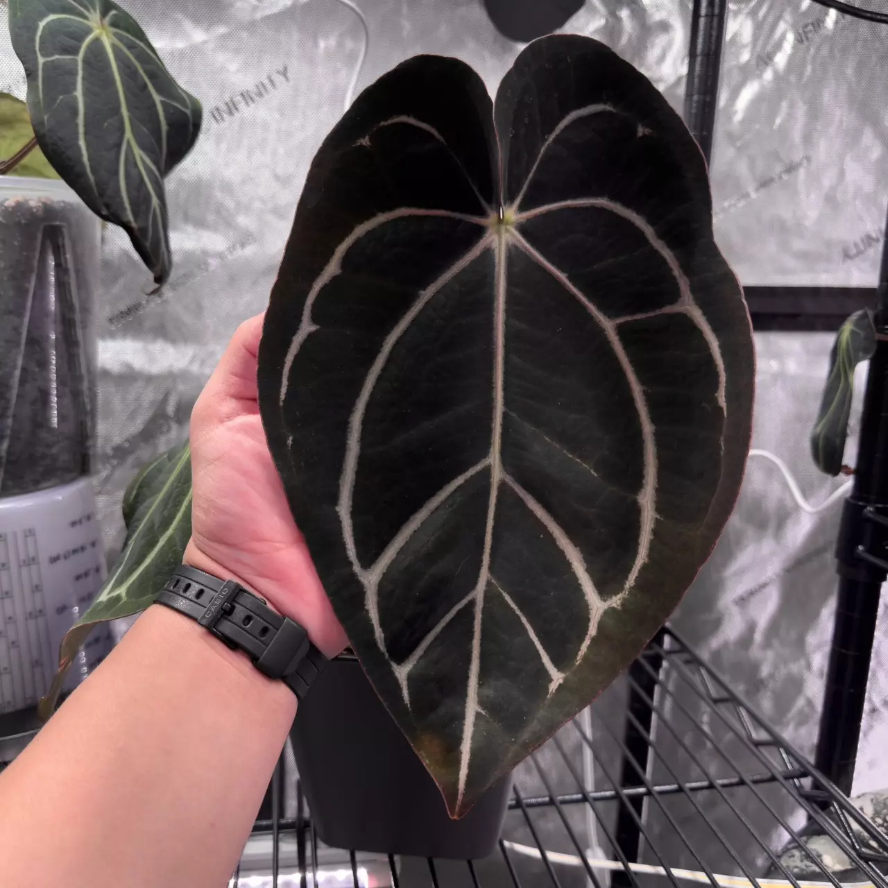 plant/(Cerro x pap) x Carla from phytorot-3