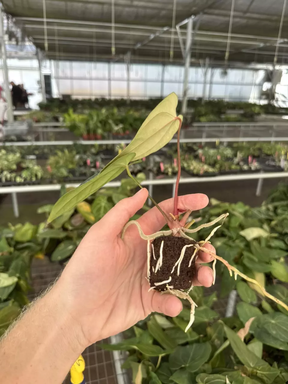 plant/Seed grown anthurium legend x Warocqueanum starter plant growers choice-7