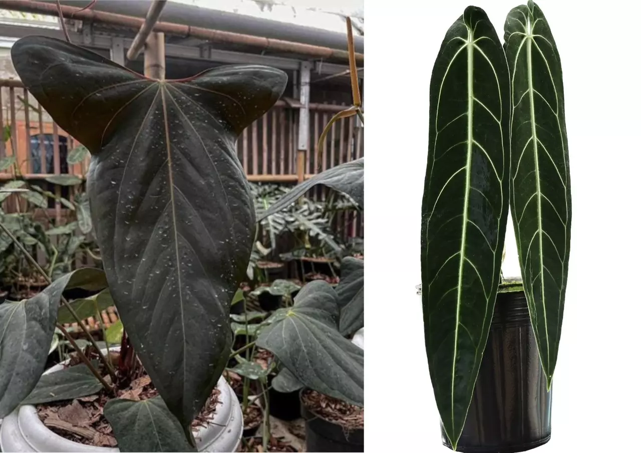 plant/Seed grown anthurium portillae x Warocqueanum starter plant growers choice-0