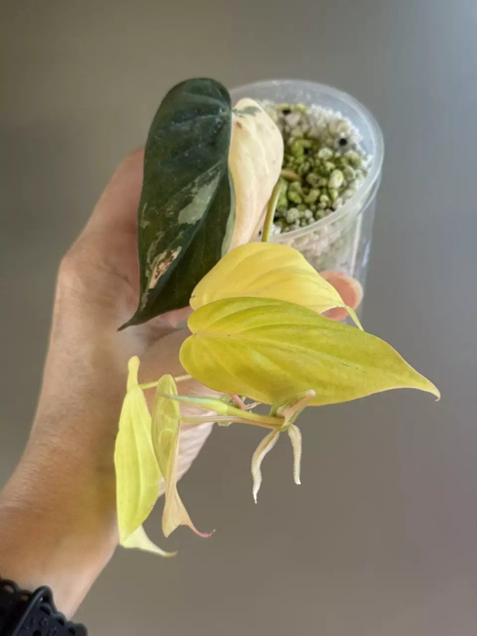 plant/258 Micans Aurea - RISKY-0