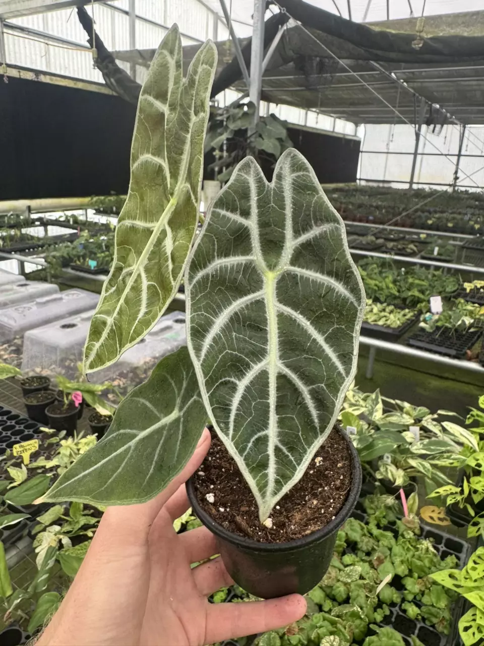 plant/Alocasia watsoniana lightning 4” pot growers choice-1
