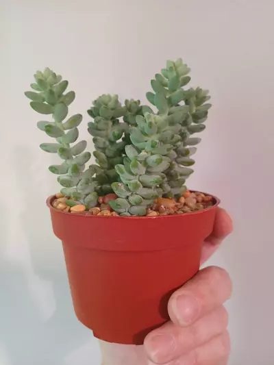 plant/Donkeytail Succulent-2-thumbnail