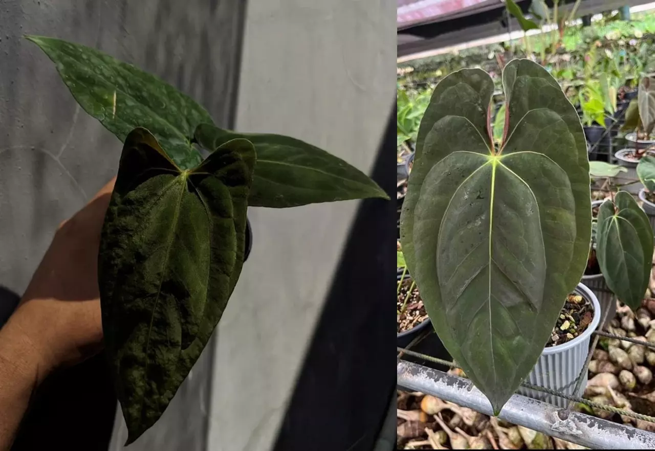 plant/Seed grown anthurium forth Sherman x guna yala starter plant growers choice-0