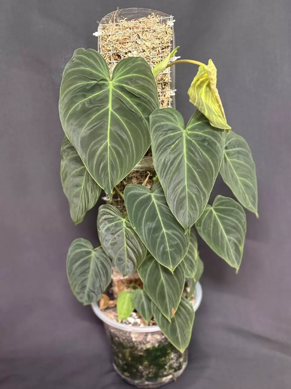 plant/Philodendron Splendid (verrucosum x melanochrysum)-0
