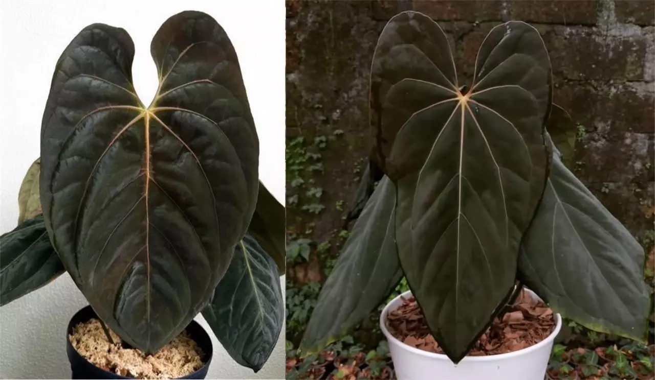 plant/Seed grown anthurium darkest panama (Goliath) x blue papillilaminum starter plan-0