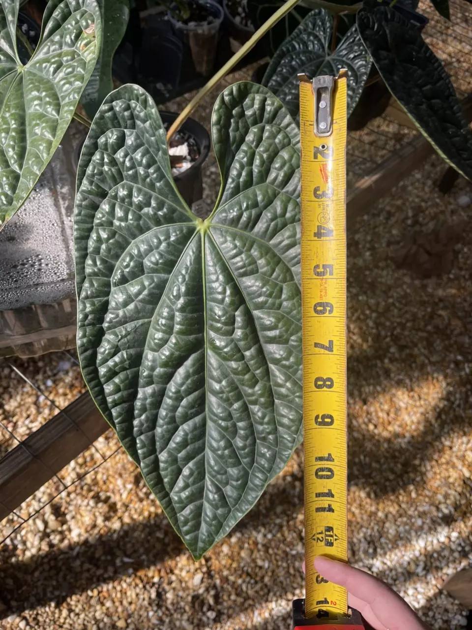 plant/Large Anthurium Luxurians-1