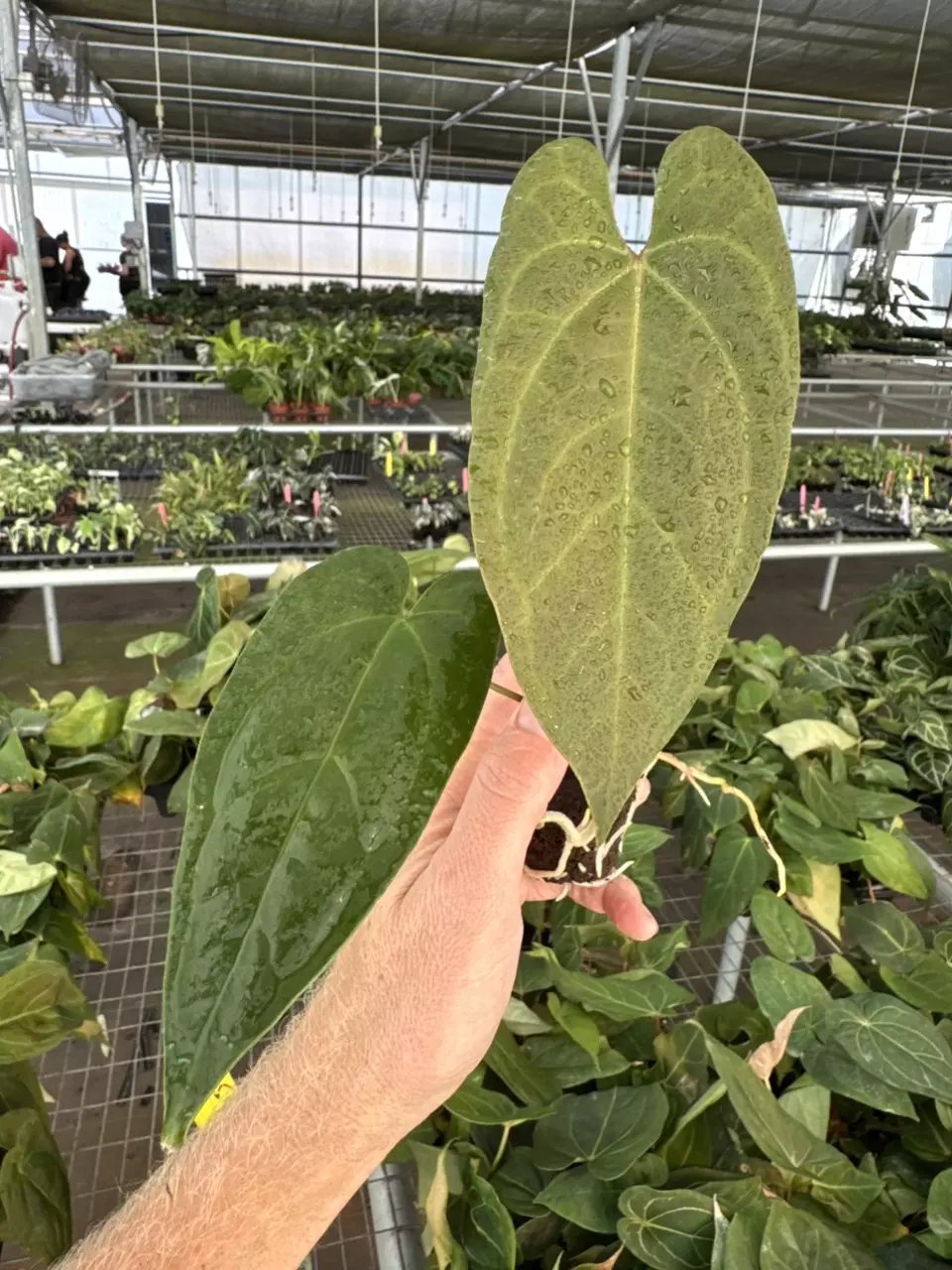 plant/Seed grown anthurium legend x Warocqueanum starter plant growers choice-1