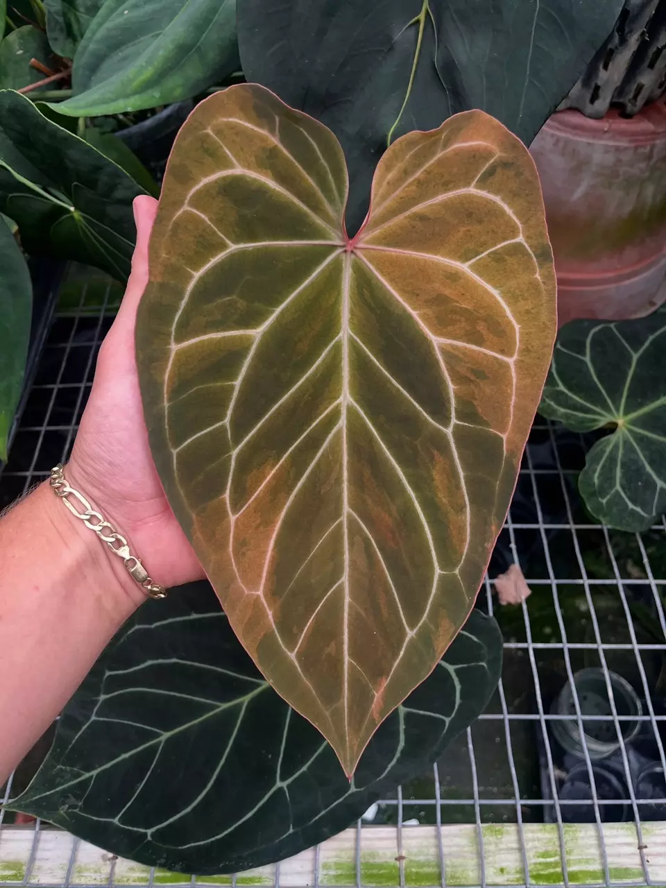 plant/(AOS X Forgetii) x Var blue velvet from Wild Roots-3