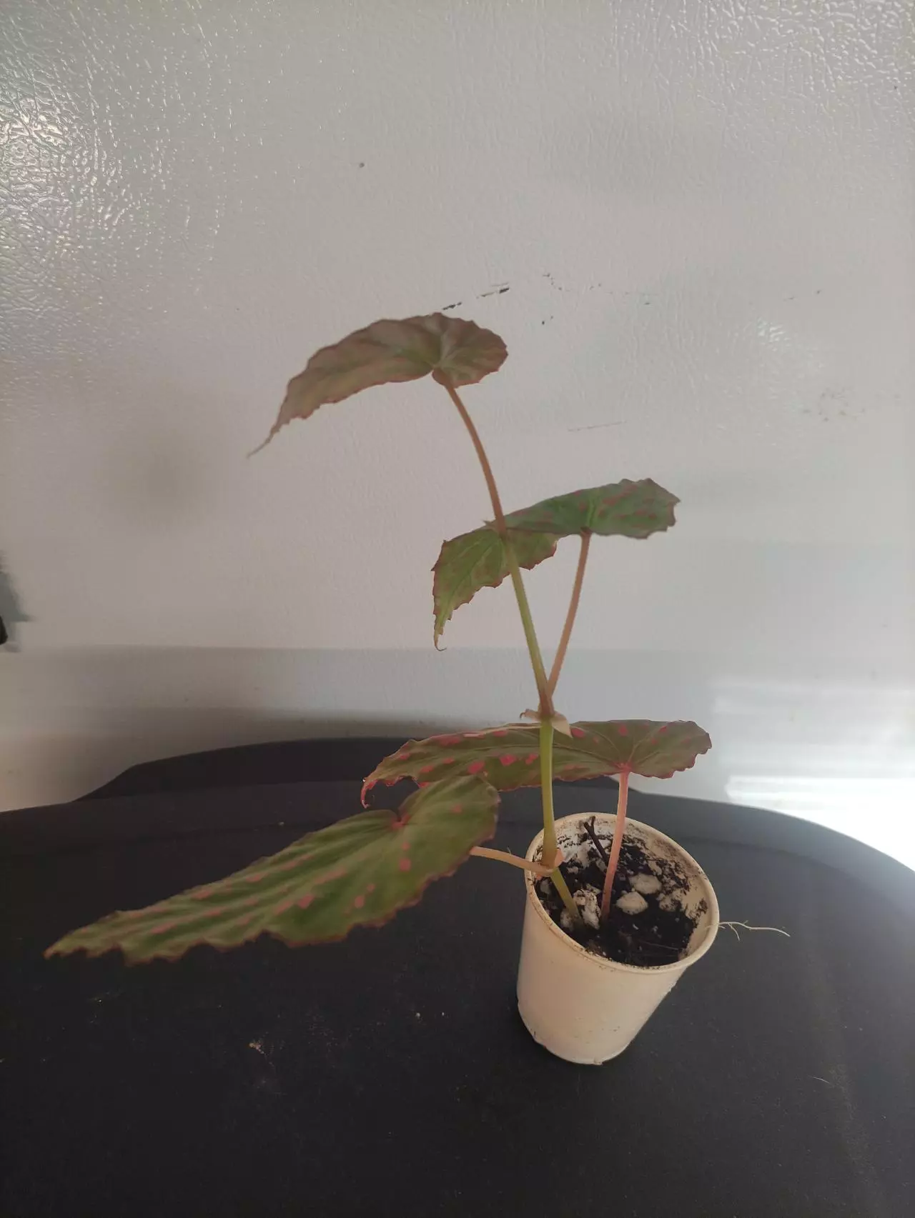 plant/Begonia negrosensis-1