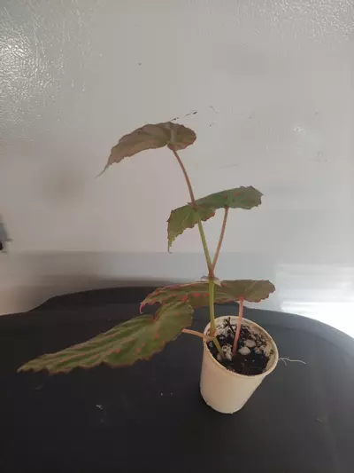 plant/Begonia negrosensis-1-thumbnail