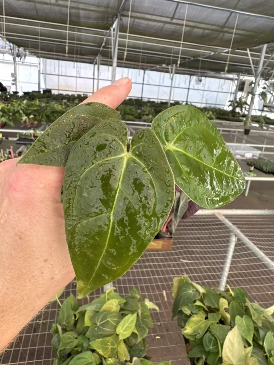 plant/Seed grown anthurium forth Sherman x guna yala starter plant growers choice-1