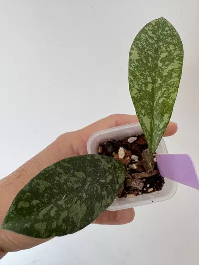 plant/Hoya Crassipetiolata x Michele clone 2-0-thumbnail