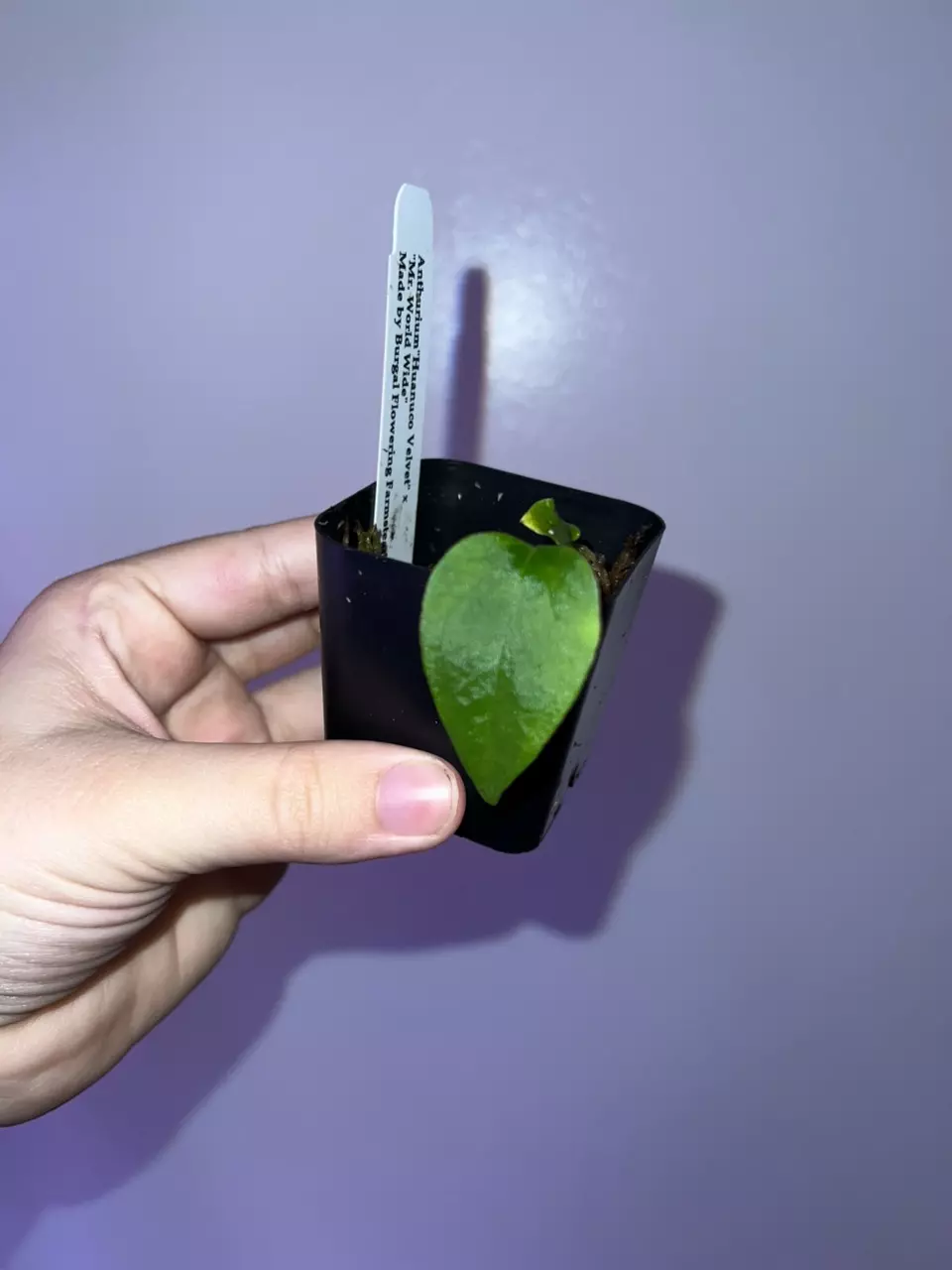 plant/Huanuco Velvet x Mr WW by Connor from Phytorot-0