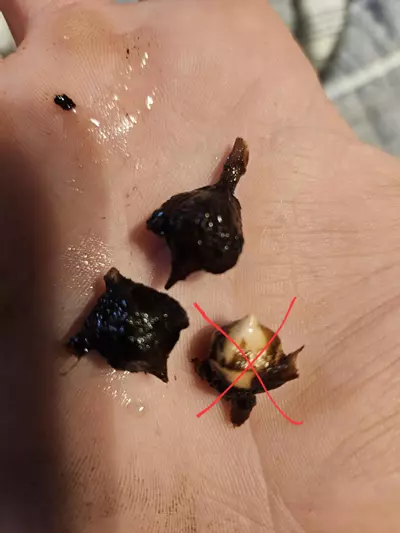 plant/Aurea Regal Shield corms-1-thumbnail