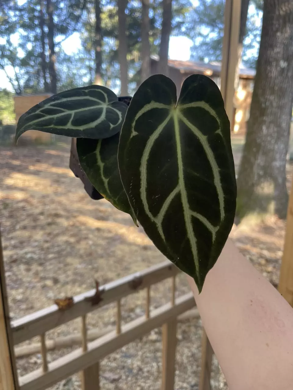 plant/Anthurium Calrblackiae-0