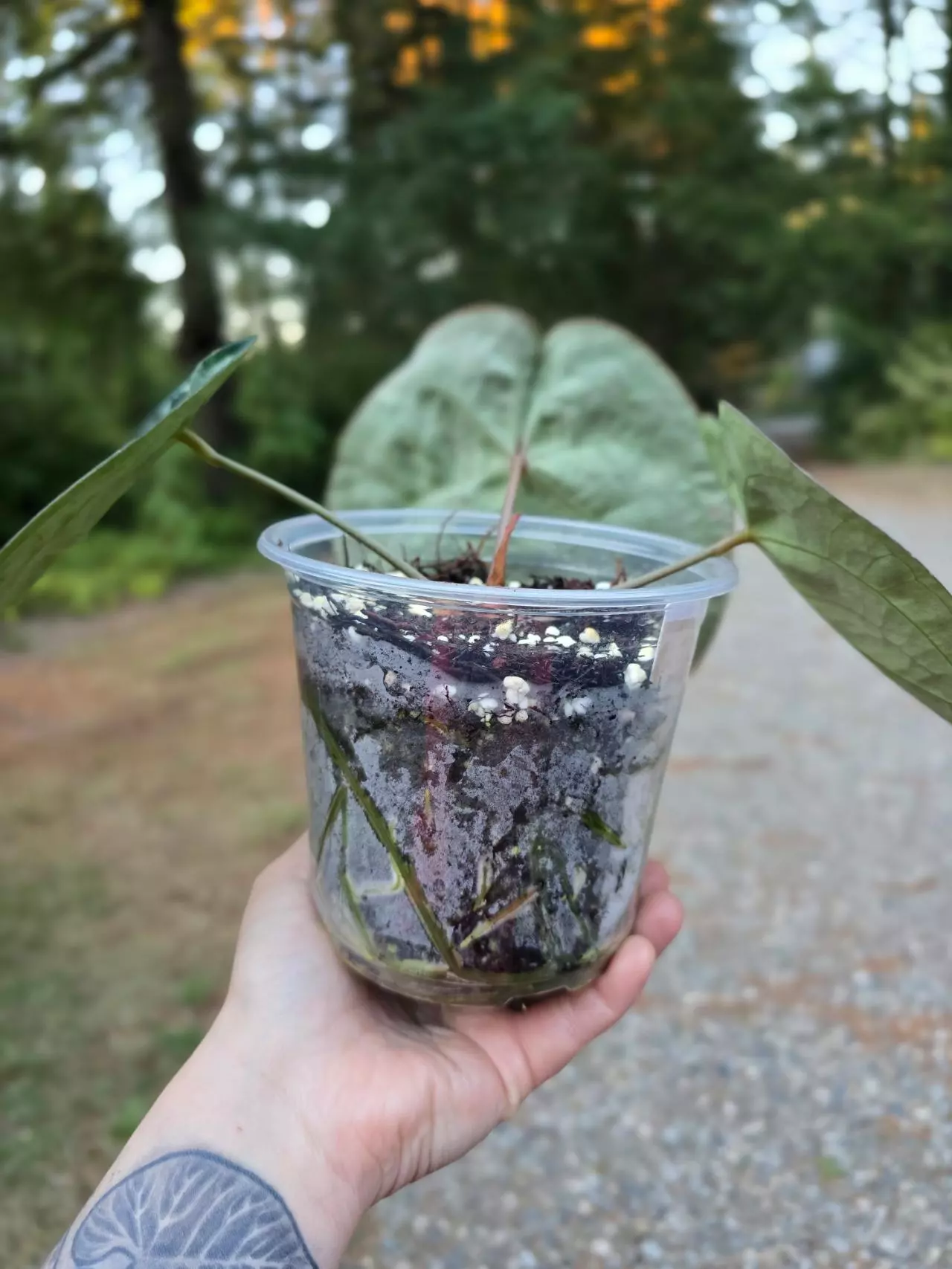 plant/Anthurium Pink Lemonade s1 (Directly from SKG Gardens)-3